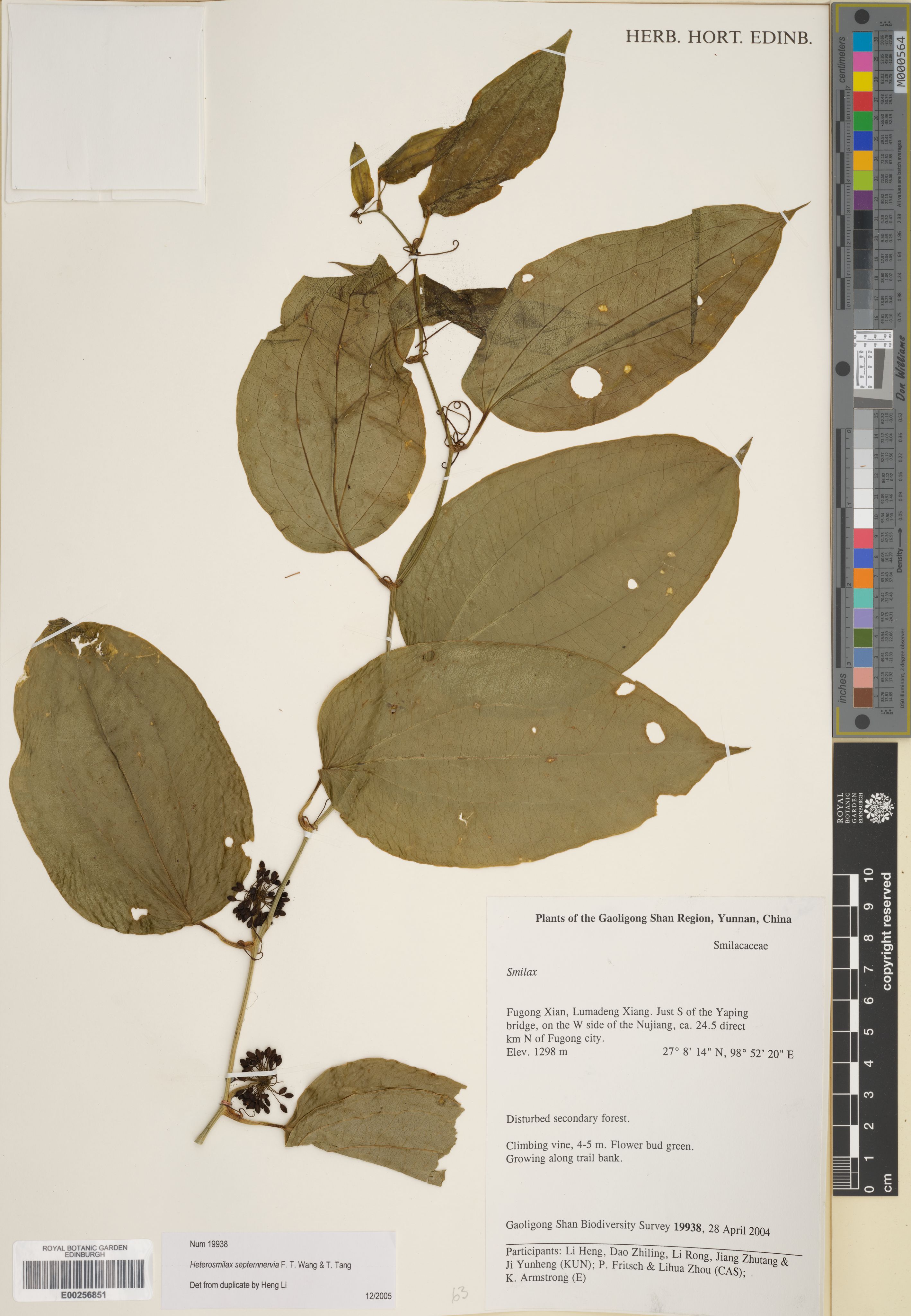 Smilax septemnervia (Smilax septemnervia)
