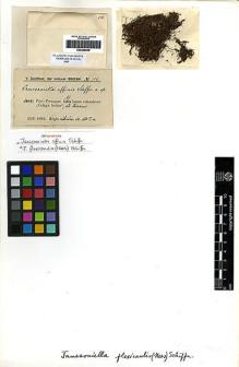 Type specimen at Edinburgh (E). Schiffner, Victor: 554. Barcode: E00256959.