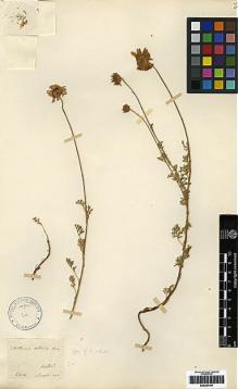 Type specimen at Edinburgh (E). Pinard, Chr.: . Barcode: E00257441.