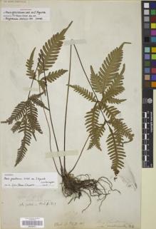 Type specimen at Edinburgh (E). Wallich, Nathaniel: 2680. Barcode: E00257673.