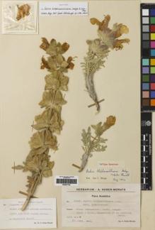 Type specimen at Edinburgh (E). Huber-Morath, Arthur: 13048. Barcode: E00257750.