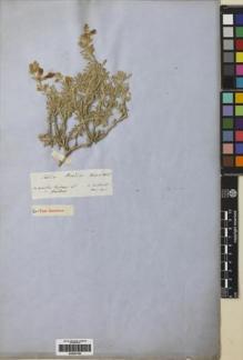 Type specimen at Edinburgh (E). Von Heldreich, Theodor: . Barcode: E00257756.