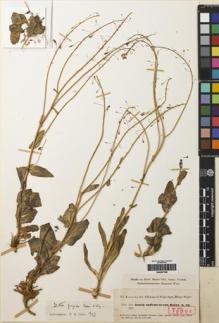 Type specimen at Edinburgh (E). Kotschy, Carl (Karl): 156. Barcode: E00257786.