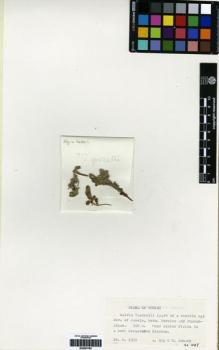 Type specimen at Edinburgh (E). Eig, Alexander; Zohary, Michael: . Barcode: E00257792.