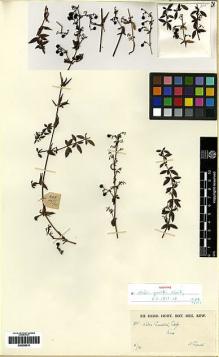 Type specimen at Edinburgh (E). Garrett, H.: 325. Barcode: E00258010.