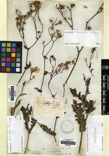 Type specimen at Edinburgh (E). Gillies, John: . Barcode: E00258162.