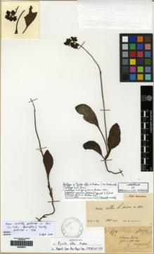 Type specimen at Edinburgh (E). Esquirol, Joseph: 479. Barcode: E00258870.