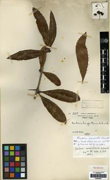 Type specimen at Edinburgh (E). Wilson, Ernest: 555. Barcode: E00259004.