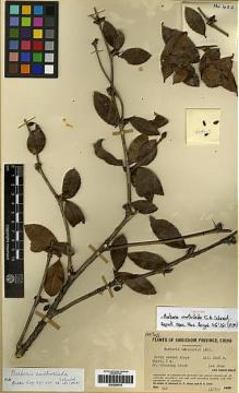 Type specimen at Edinburgh (E). Steward, Albert; Chiao, Chi; Cheo, H.: 482. Barcode: E00259015.