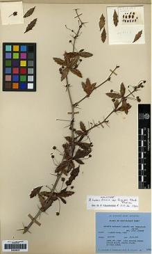 Type specimen at Edinburgh (E). Ludlow, Frank; Sherriff, George; Elliot, H.: 13713. Barcode: E00259018.