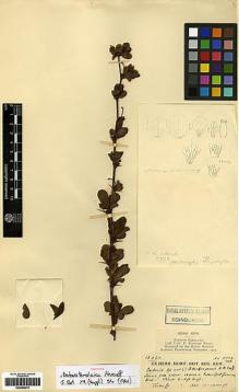 Type specimen at Edinburgh (E). Kingdon-Ward, Francis: 5773. Barcode: E00259019.