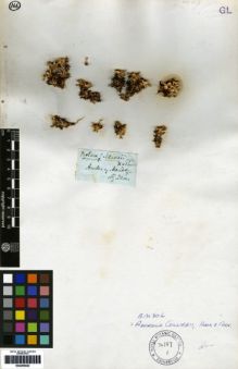 Type specimen at Edinburgh (E). Gillies, John: . Barcode: E00259020.