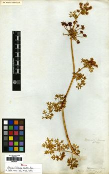 Type specimen at Edinburgh (E). Cuming, Hugh: 447. Barcode: E00259064.