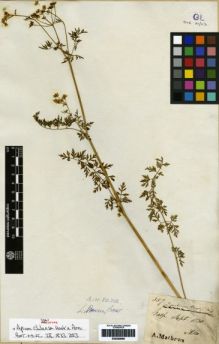 Type specimen at Edinburgh (E). Mathews, Andrew: 357. Barcode: E00259066.