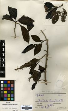 Type specimen at Edinburgh (E). Steinbach, José: 7240. Barcode: E00259071.