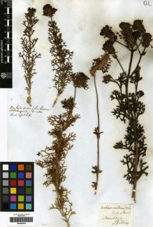 Type specimen at Edinburgh (E). Gillies, John: . Barcode: E00259078.