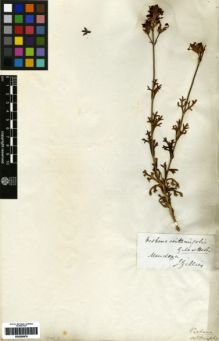 Type specimen at Edinburgh (E). Gillies, John: . Barcode: E00259079.