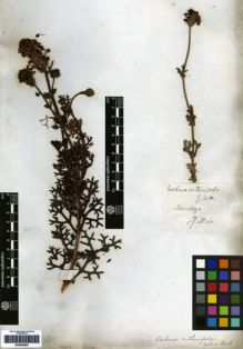 Type specimen at Edinburgh (E). Gillies, John: . Barcode: E00259080.