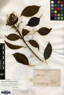 Type specimen at Edinburgh (E). Triana, Jose: . Barcode: E00259096.