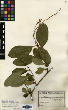 Type specimen at Edinburgh (E). Fiebrig, Karl: 596. Barcode: E00259097.