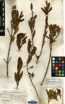 Type specimen at Edinburgh (E). Purpus, Carl: 5337. Barcode: E00259099.