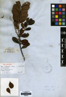 Type specimen at Edinburgh (E). Mathews, Andrew: 1565. Barcode: E00259100.