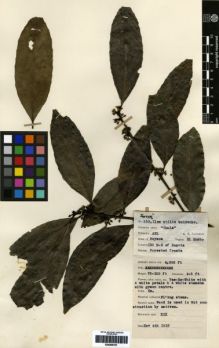 Type specimen at Edinburgh (E). Lawrence, Alexander: 559. Barcode: E00259101.