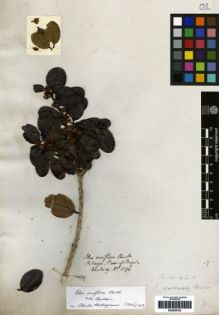 Type specimen at Edinburgh (E). Hartweg, Karl: 1196. Barcode: E00259102.