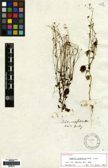 Type specimen at Edinburgh (E). Beechey's Voyage [Collectors: Lay & Collie]: . Barcode: E00259112.