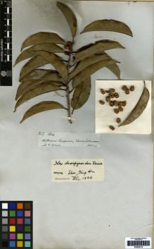 Type specimen at Edinburgh (E). Spruce, Richard: 3339. Barcode: E00259119.