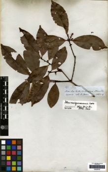 Type specimen at Edinburgh (E). Spruce, Richard: 1471. Barcode: E00259120.
