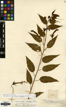 Type specimen at Edinburgh (E). Smith, Herbert: 1388. Barcode: E00259123.