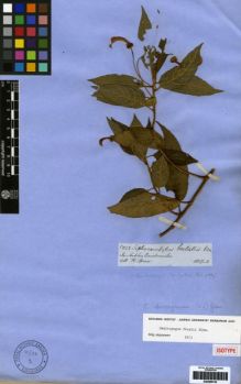 Type specimen at Edinburgh (E). Spruce, Richard: . Barcode: E00259133.