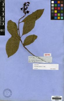 Type specimen at Edinburgh (E). Spruce, Richard: 5375. Barcode: E00259140.
