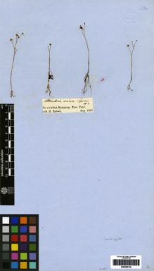 Type specimen at Edinburgh (E). Spruce, Richard: . Barcode: E00259142.