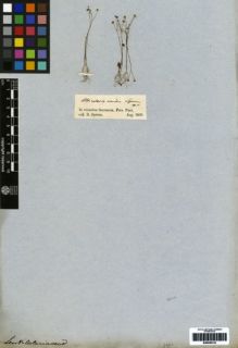Type specimen at Edinburgh (E). Spruce, Richard: . Barcode: E00259143.