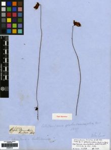 Type specimen at Edinburgh (E). Gardner, George: 590. Barcode: E00259144.