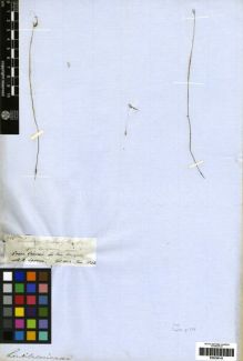 Type specimen at Edinburgh (E). Spruce, Richard: 2858. Barcode: E00259145.