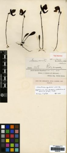Type specimen at Edinburgh (E). Quelch, John; McConnell, F.: 105. Barcode: E00259146.