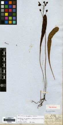 Type specimen at Edinburgh (E). Gardner, George: 252. Barcode: E00259150.