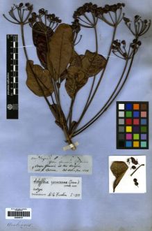 Type specimen at Edinburgh (E). Spruce, Richard: 2307. Barcode: E00259157.