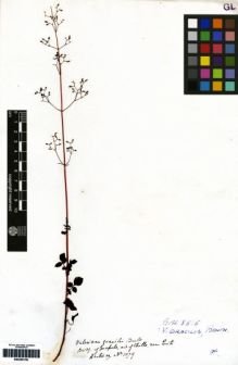 Type specimen at Edinburgh (E). Hartweg, Karl: 1079. Barcode: E00259158.
