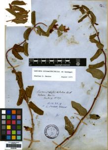 Type specimen at Edinburgh (E). Hartweg, Karl: 292. Barcode: E00259166.