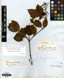 Type specimen at Edinburgh (E). Mathews, Andrew: 1623. Barcode: E00259167.