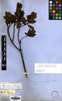 Type specimen at Edinburgh (E). Gardner, George: 5720. Barcode: E00259178.