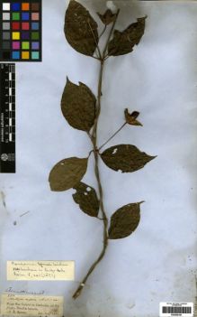 Type specimen at Edinburgh (E). Spruce, Richard: 2332. Barcode: E00259181.