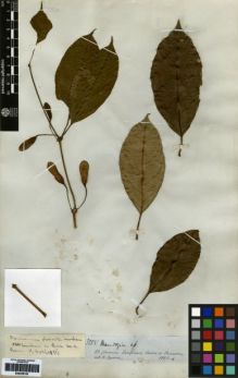 Type specimen at Edinburgh (E). Spruce, Richard: 3285. Barcode: E00259182.