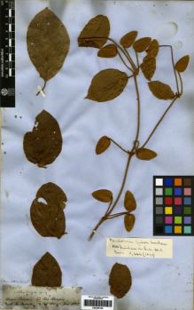 Type specimen at Edinburgh (E). Spruce, Richard: 2683. Barcode: E00259183.