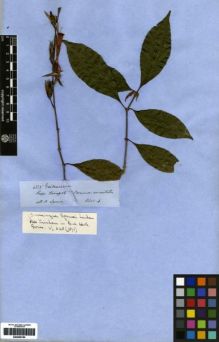 Type specimen at Edinburgh (E). Spruce, Richard: 4325. Barcode: E00259186.