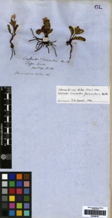 Type specimen at Edinburgh (E). Hartweg, Karl: 182. Barcode: E00259187.